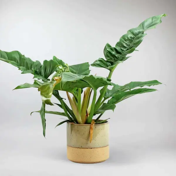 What Advantages Do These Philodendron Plants Offer