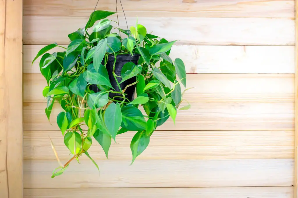 What is philodendron basil