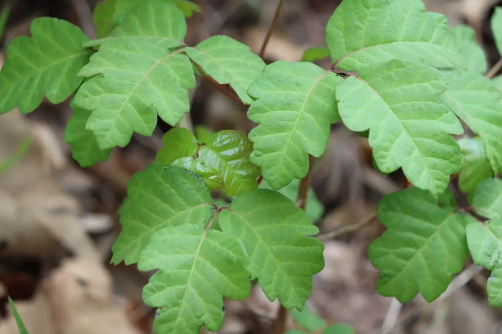Leaves with an oak shape on poison oak