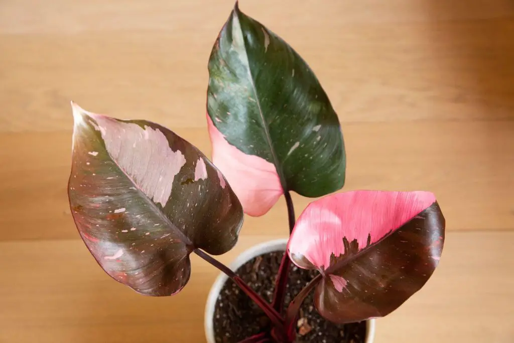 The Pink Princess Plant: A Botanical Marvel