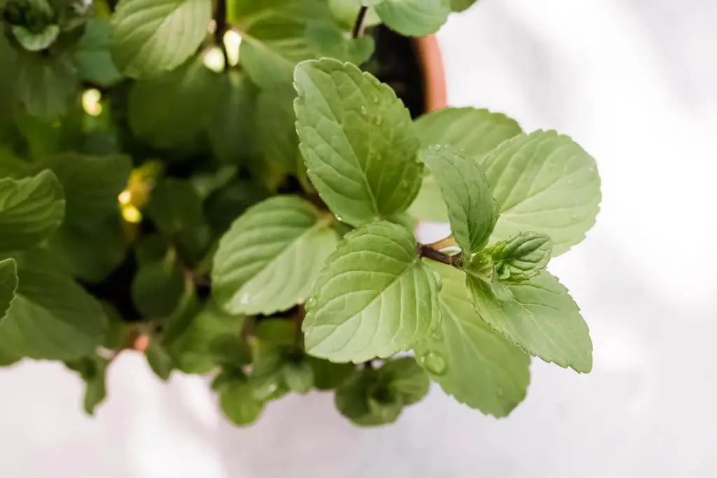 Chocolate-Mint-Plant-in-Aromatherapy-and-Home-Remedies-homegardennice