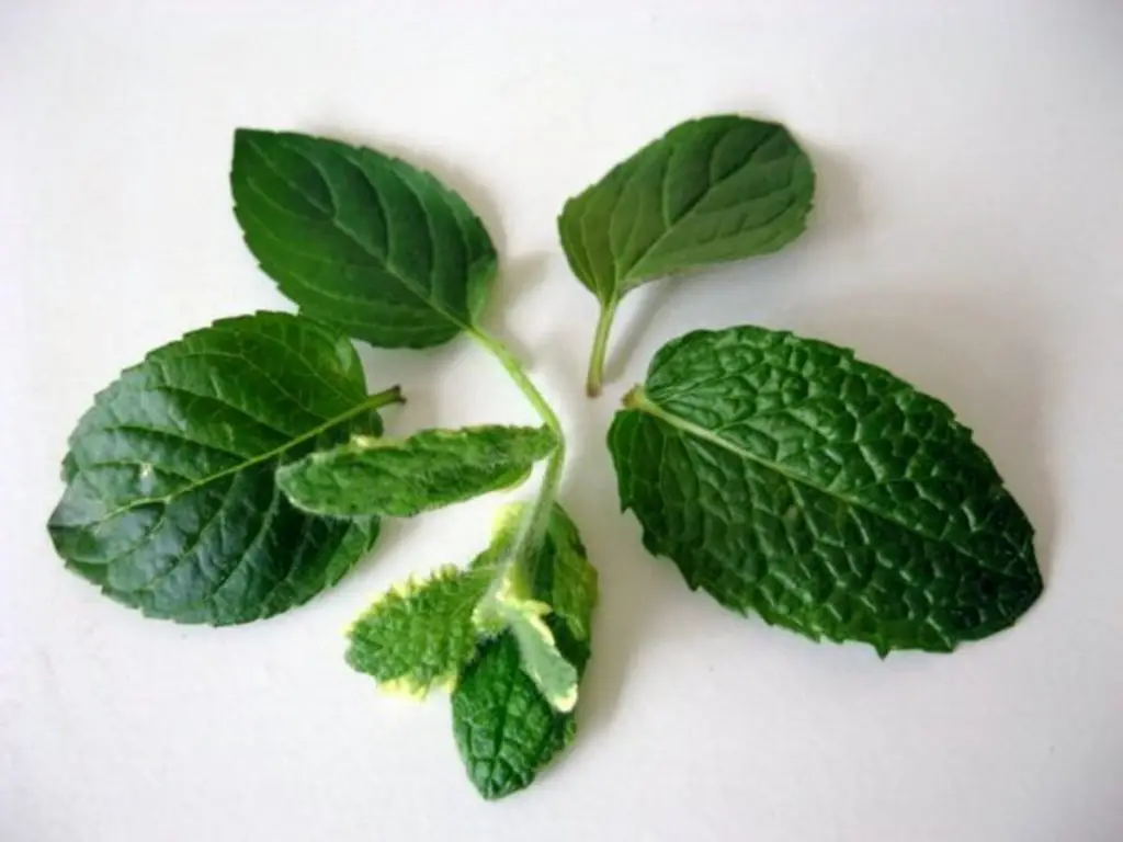 Harvesting-and-Preservation-Of-Chocolate-Mint-Plant-homegardennice