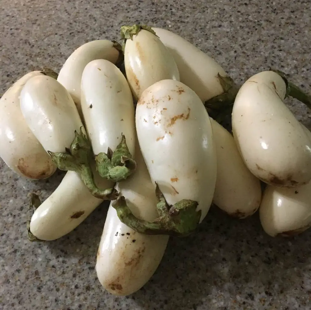 Harvesting-and-Utilization-of-White-Eggplants-homegardennice