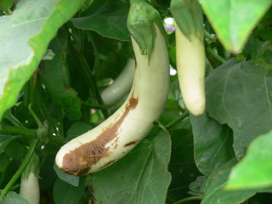 Pest-and-Disease-Management-for-White-Eggplants-homegardennice
