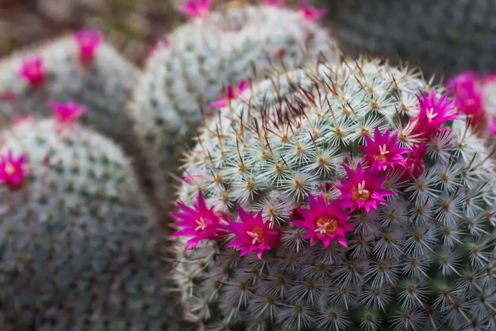 Pink-Cactus-(Various-species)-homegardennice