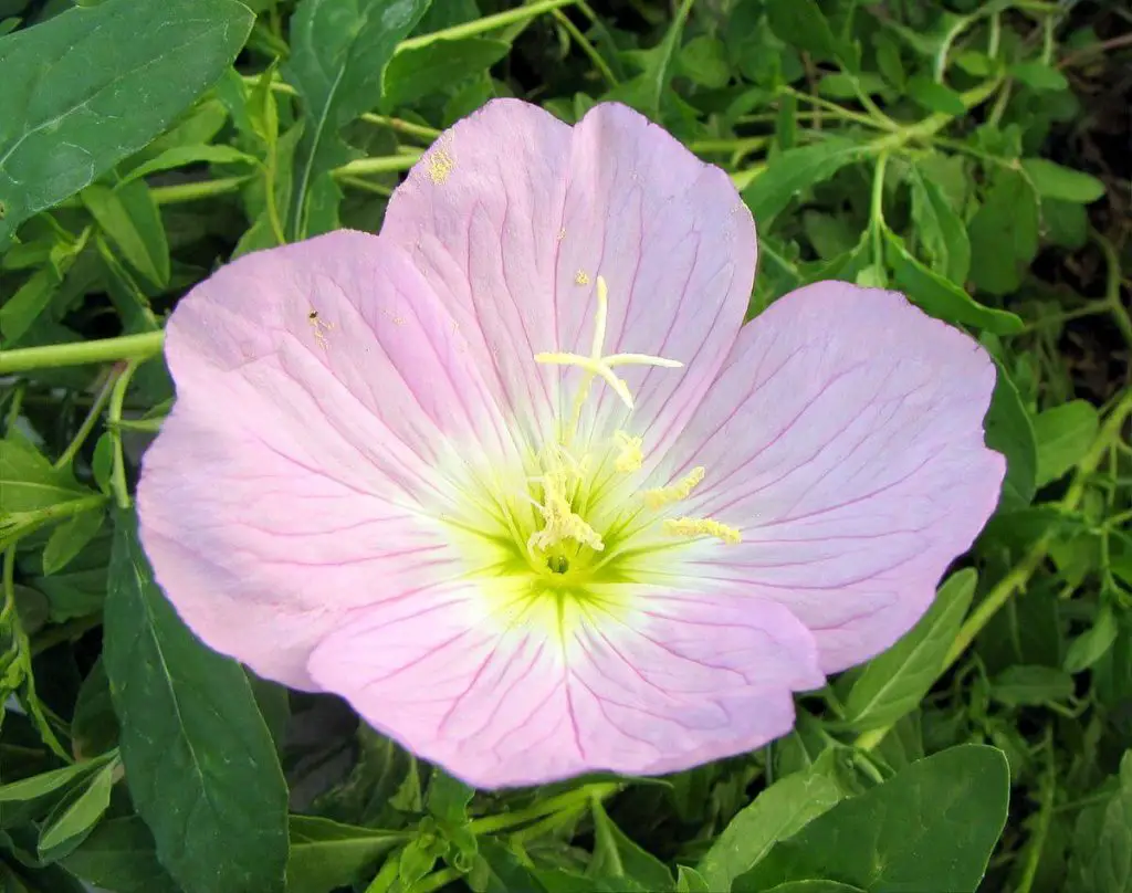Pink-Evening-Primrose-(Oenothera-speciosa)-homegardennice