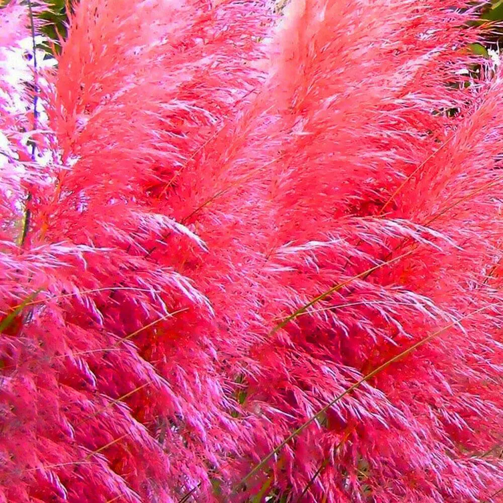 Pink-Pampas-Grass -Cortaderia-selloana)-A-Striking-Ornamental-Grass-with-Pink-Hued-Plumes-homegardennice