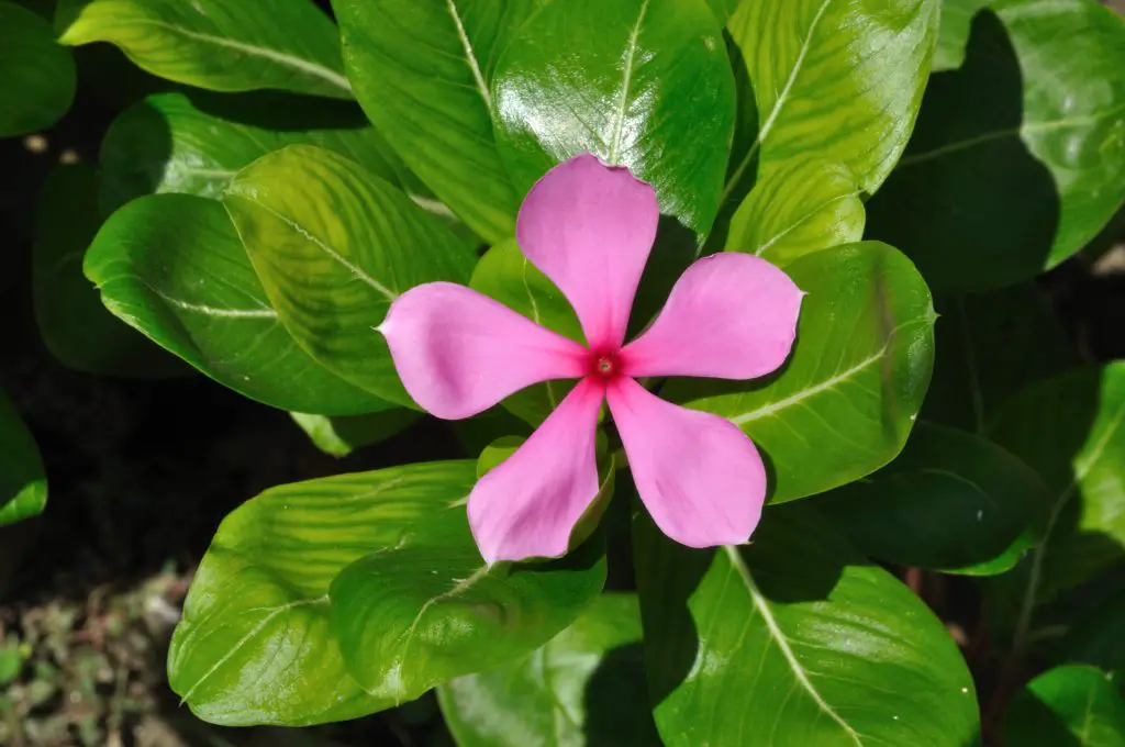 Pink-Periwinkle-(Catharanthus-roseus)-homegardennice