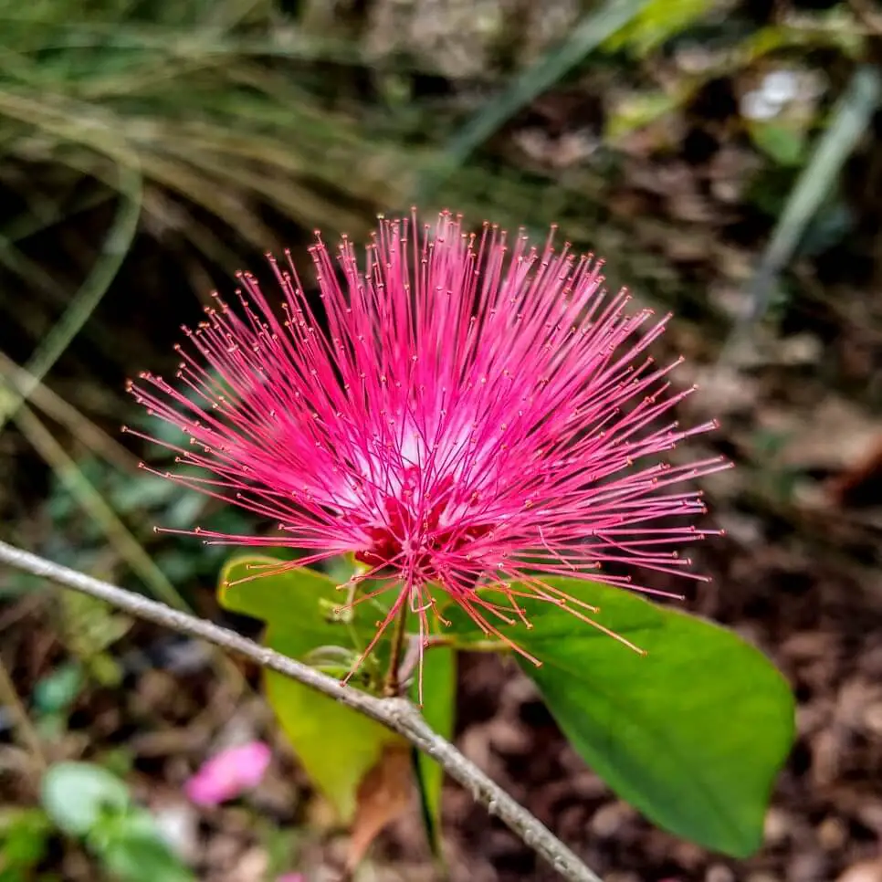 Pink-Powder-Puff-(Calliandra-haematocephala)-homegardennice