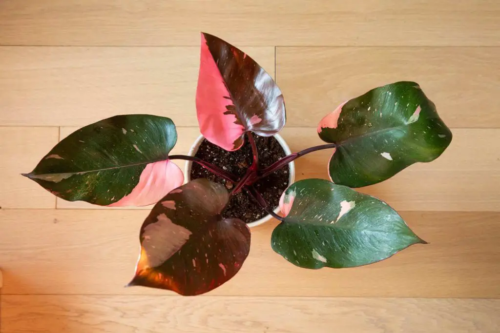 Pink-Princess-Philodendron-(Philodendron-erubescens) -homegardennice
