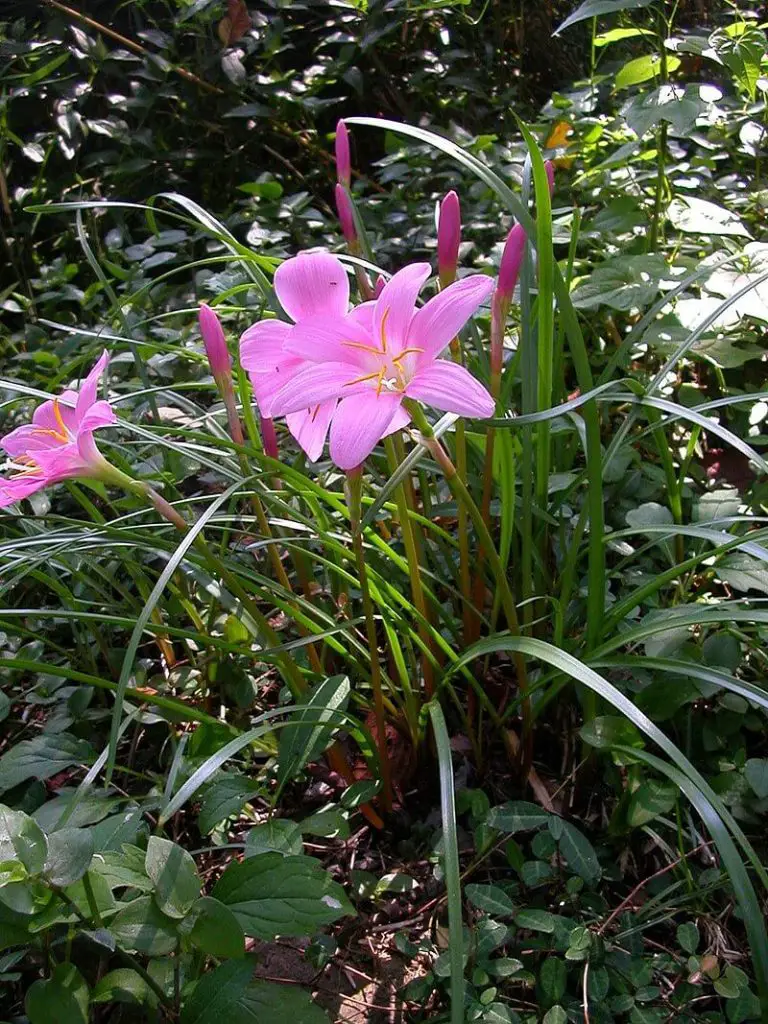 Pink-Rain-Lily-(Zephyranthes-spp.)-homegardennice