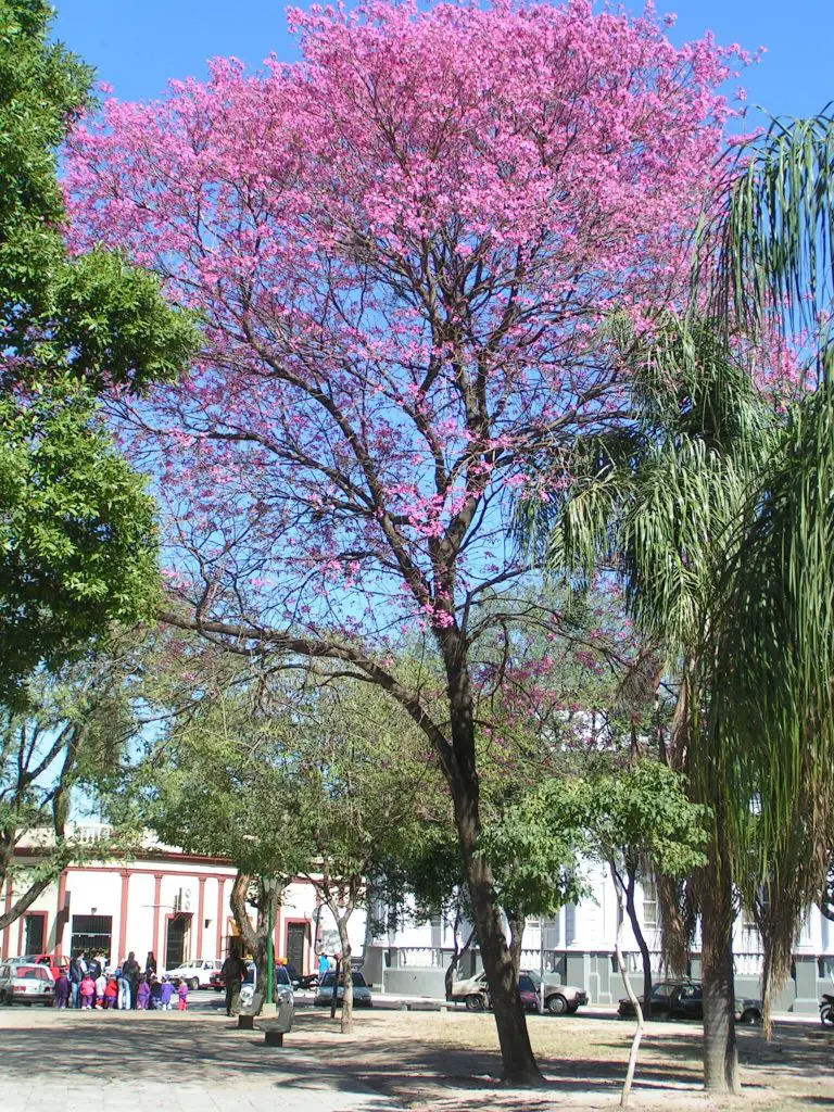 Pink-Trumpet-Tree-(Tabebuia-impetiginosa)-homegardennice