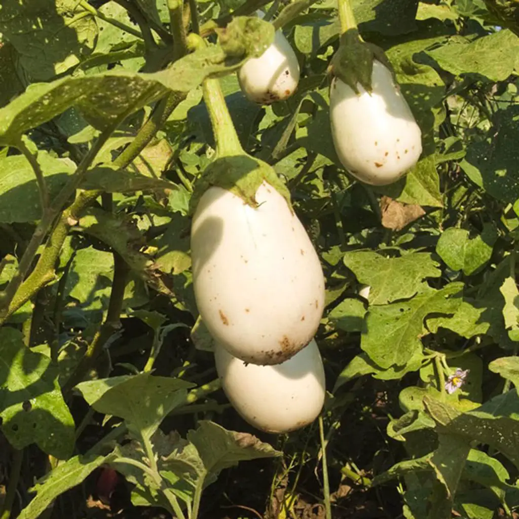 Planting-White-Eggplant-A-Step-by-Step-Guide-homegardennice