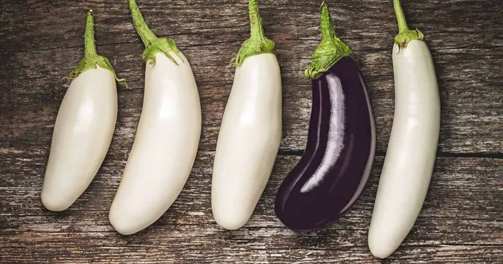 Understanding-The-Characteristics-Of-White-Eggplant-homegardennice