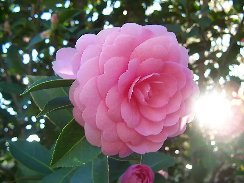 Pink-Camellia-homegardennice
