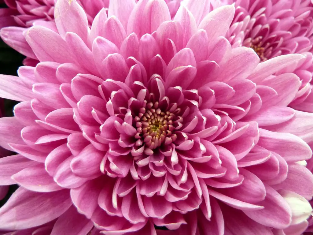 Pink-Chrysanthemum-homegardennice