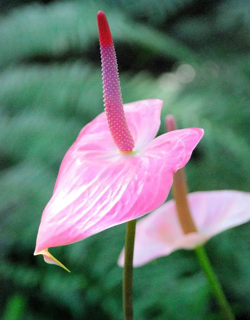Pink-Flamingo-Lily-homegardennice
