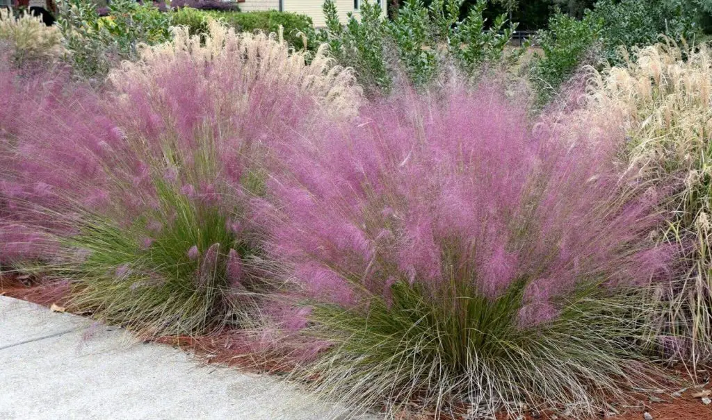 Pink-Muhly-Grass-homegardennice