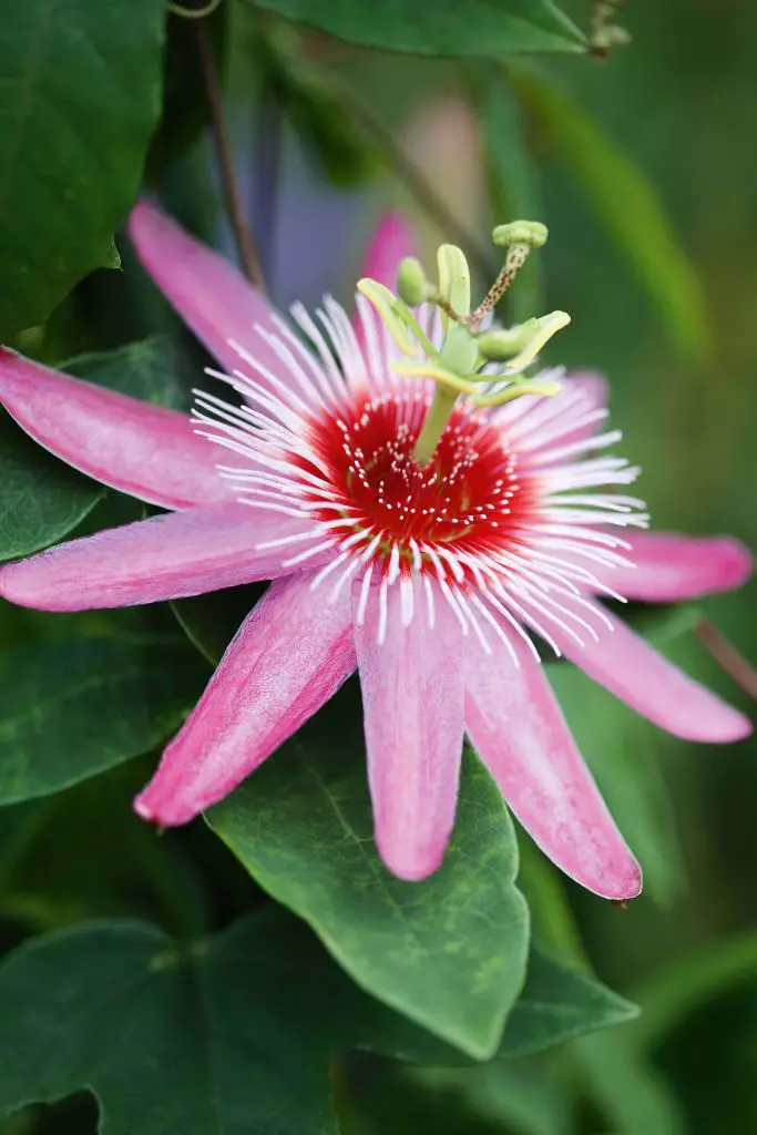 Pink-Passionflower-homegardennice