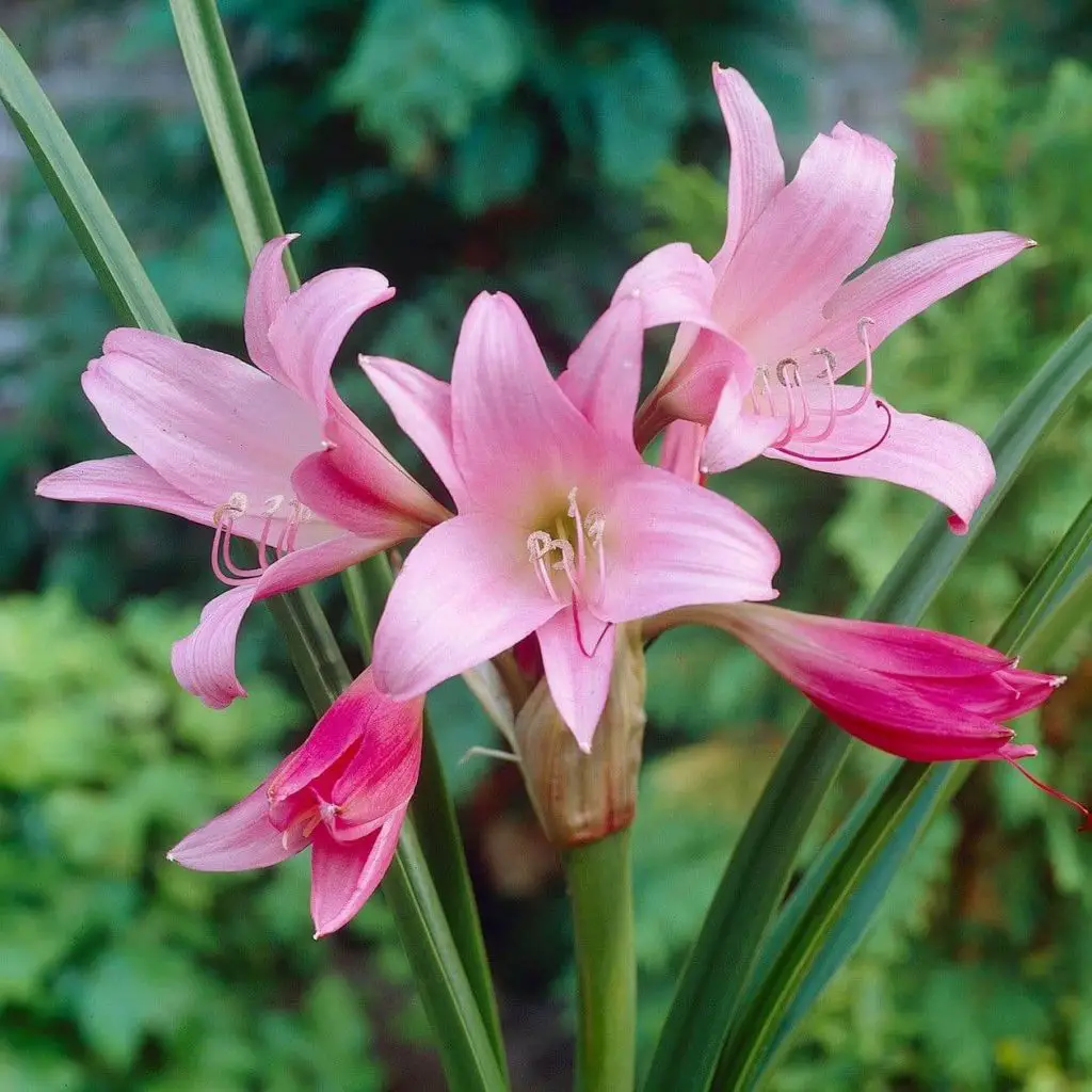 Pink-Spider-Lily-homegardennice
