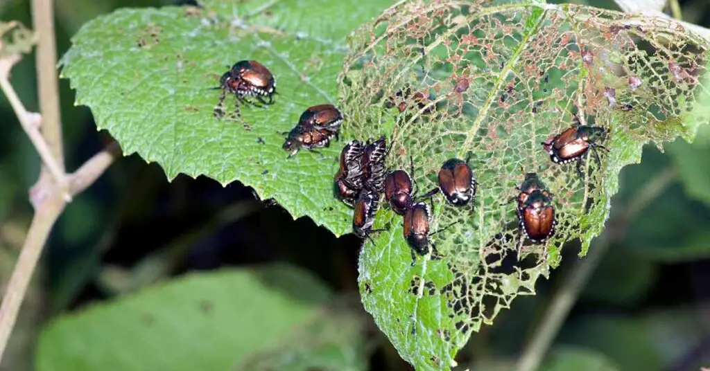 Dealing-With-Common-Pests-And-Diseases-homegardennice