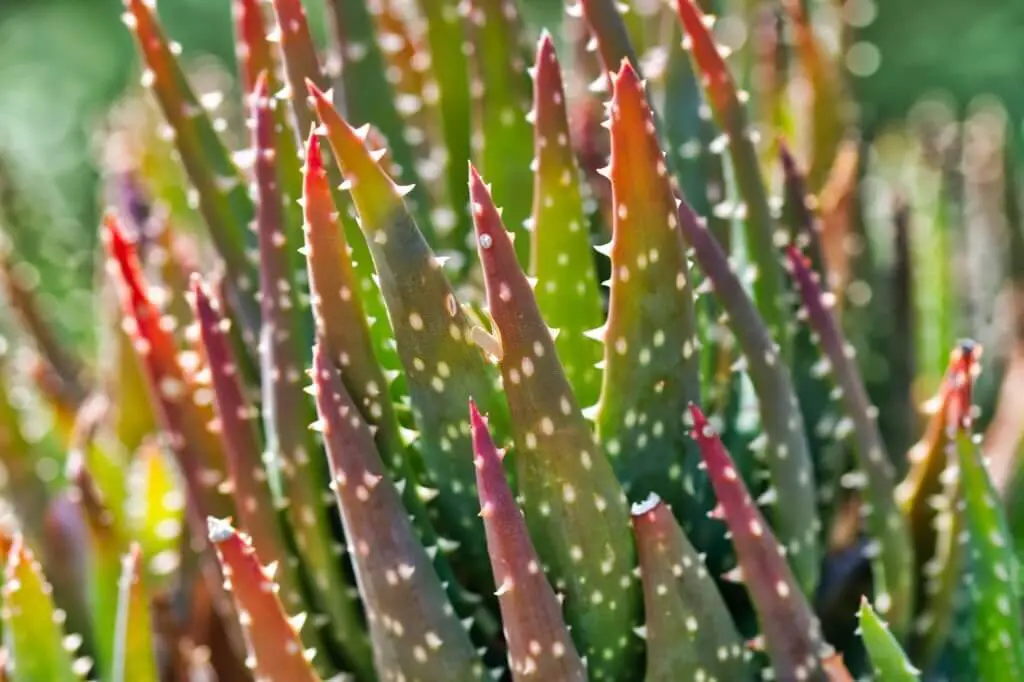 Aloe Aculeata - Prickly Aloe