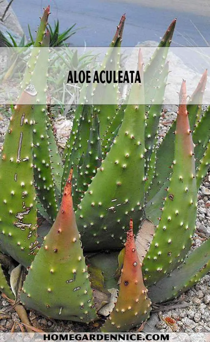 Aloe Aculeata - Types of Aloe Plants