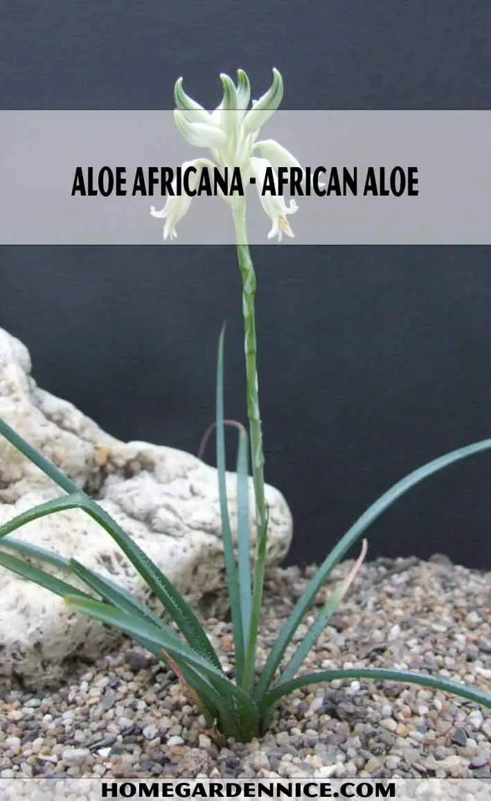 Aloe Albida - Grass Aloe