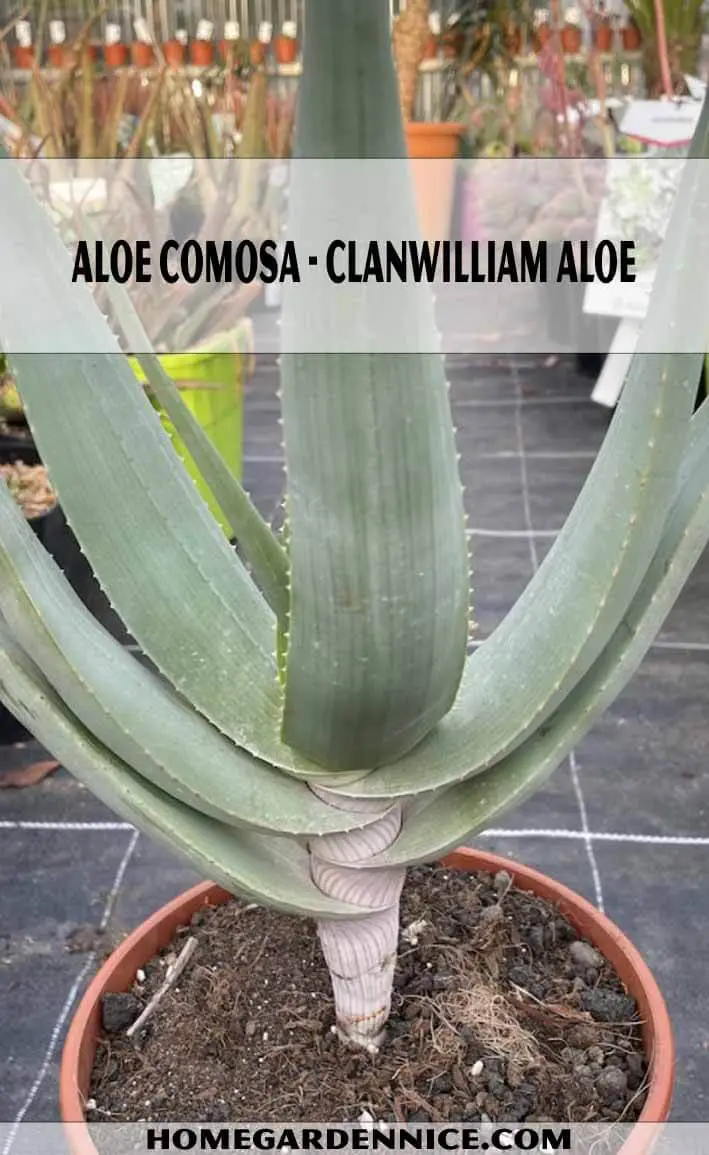Aloe Comosa - Clanwilliam Aloe