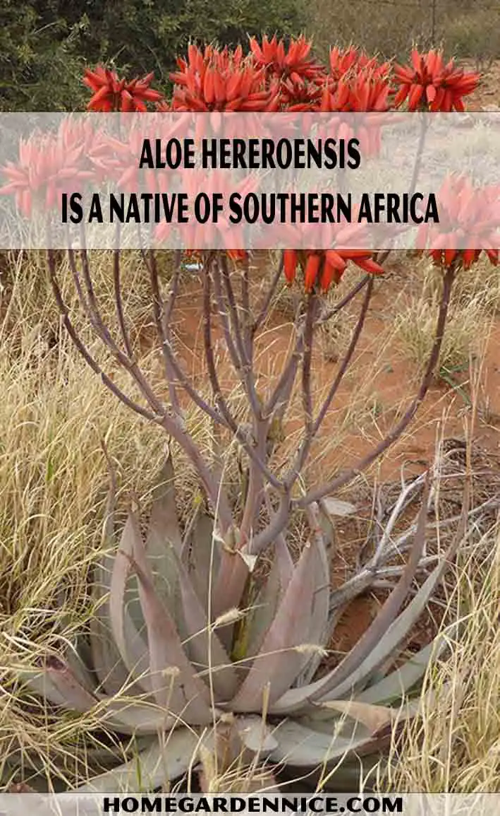 Aloe Hereroensis is a native of southern Africa