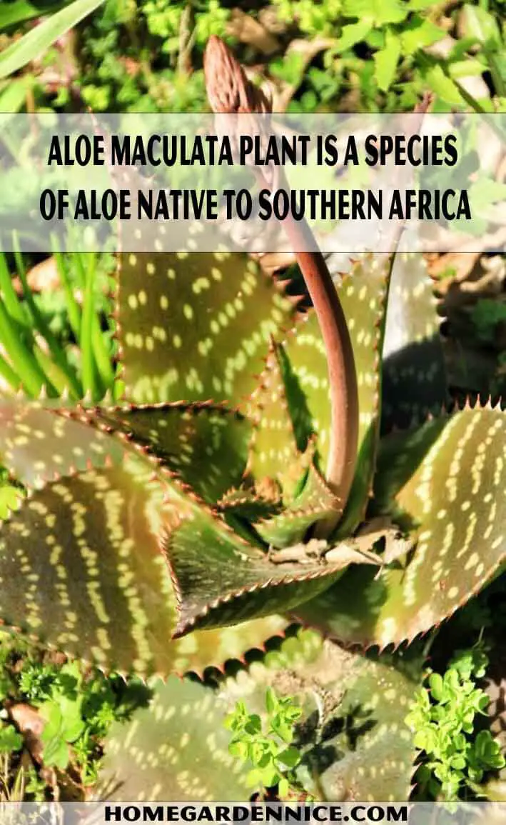 Aloe Maculata plant is a species of aloe native to Southern Africa - Types of Aloe Plants