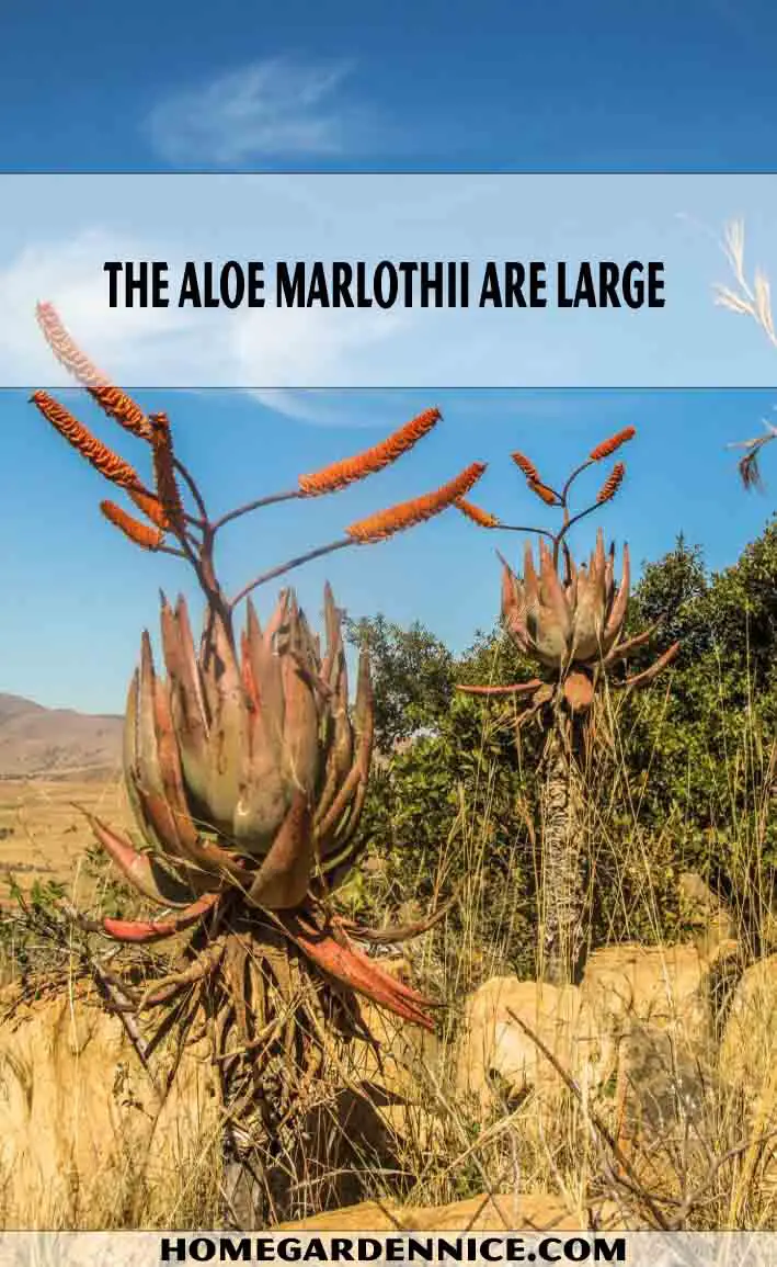 Aloe Marlothii - Types of Aloe Plants