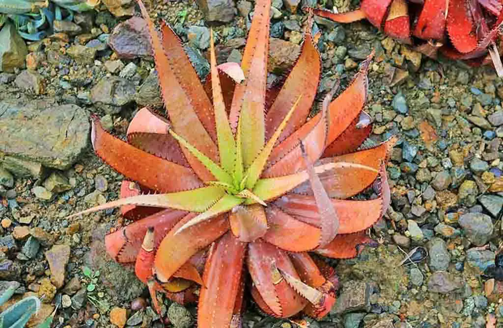 Aloe Microstigma - Types of Aloe Plants