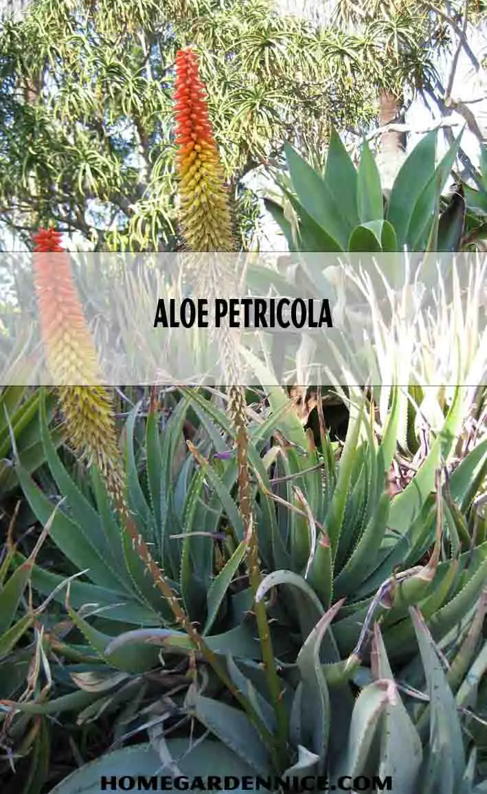 Aloe Petricola