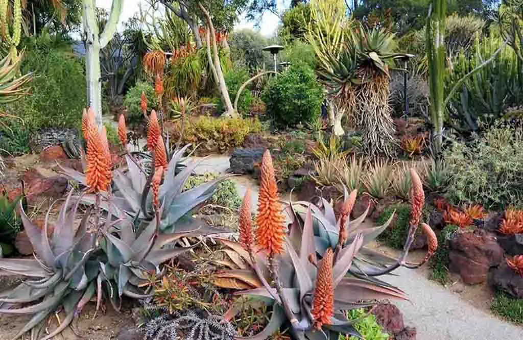 Aloe Rubroviolacea - Types of Aloe Plants