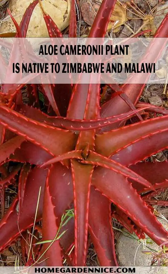 Aloe cameronii plant is native to Zimbabwe and Malawi - Types of Aloe Plants