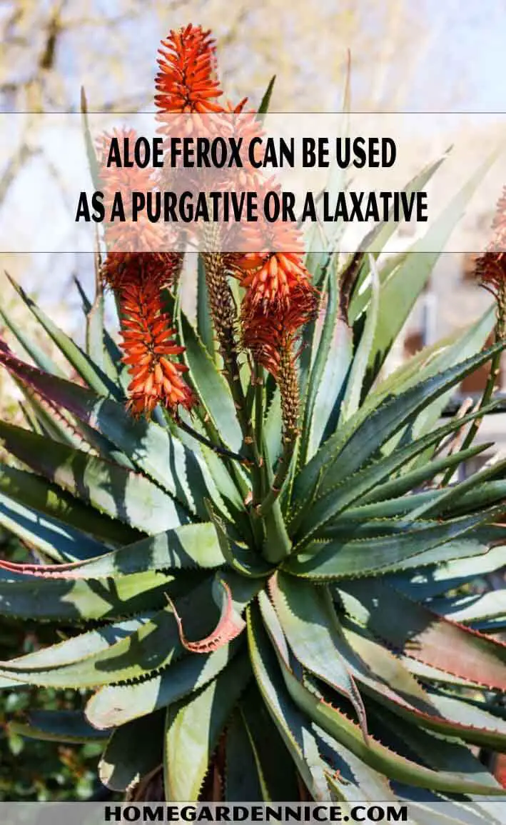 Aloe ferox can be used as a purgative or a laxative - Types of Aloe Plants