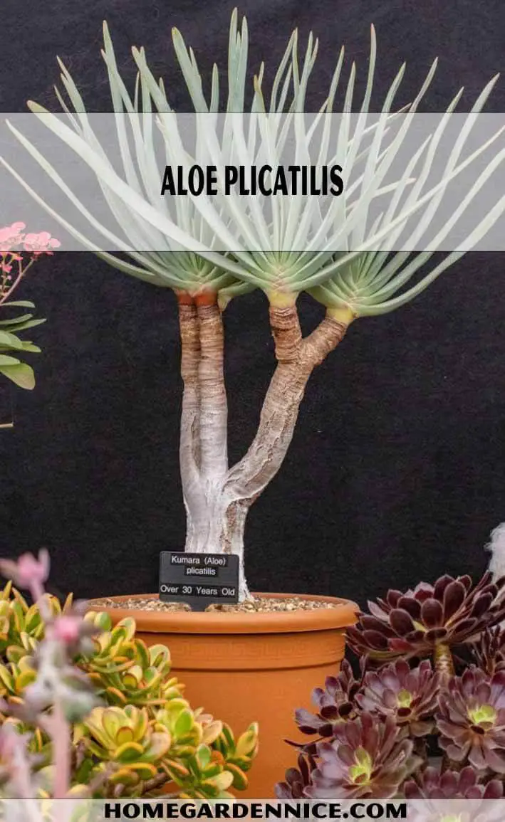 Aloe plicatilis - Types of Aloe Plants