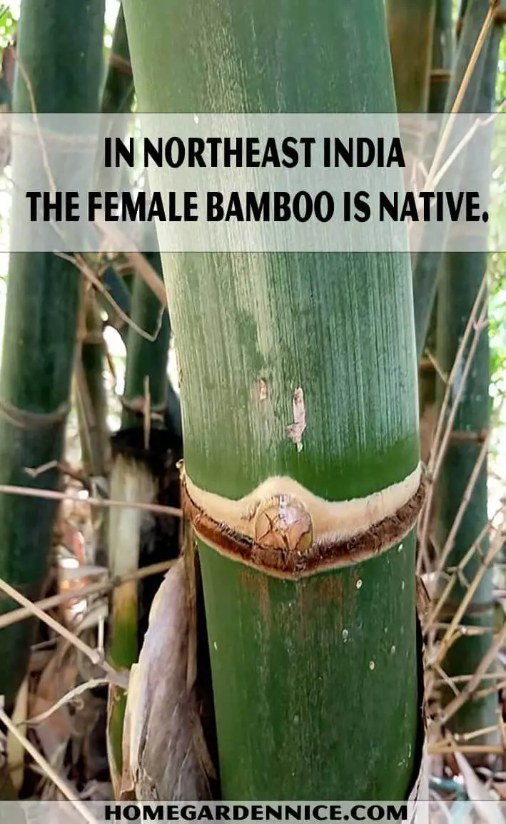 Bambusa balcooa - Female bamboo