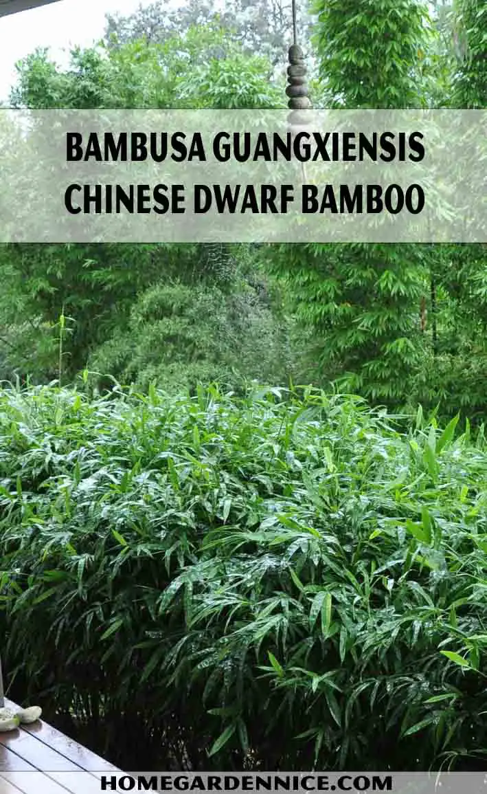 Bambusa guangxiensis - Chinese dwarf Bamboo