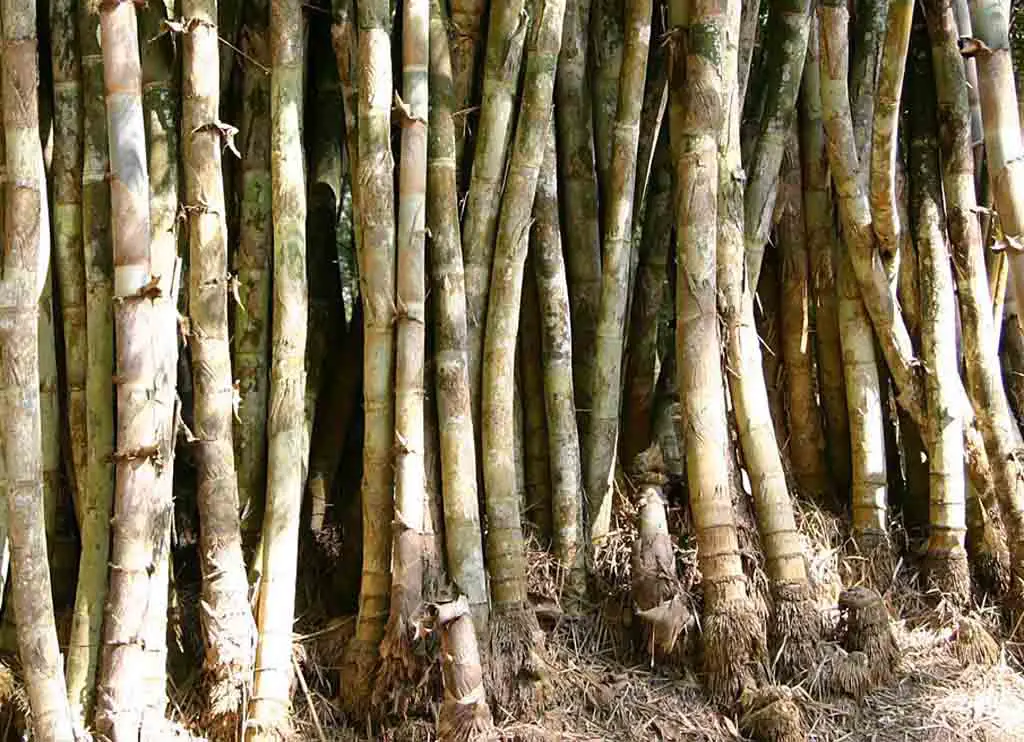 Bambusa polymorpha - Burmese bamboo