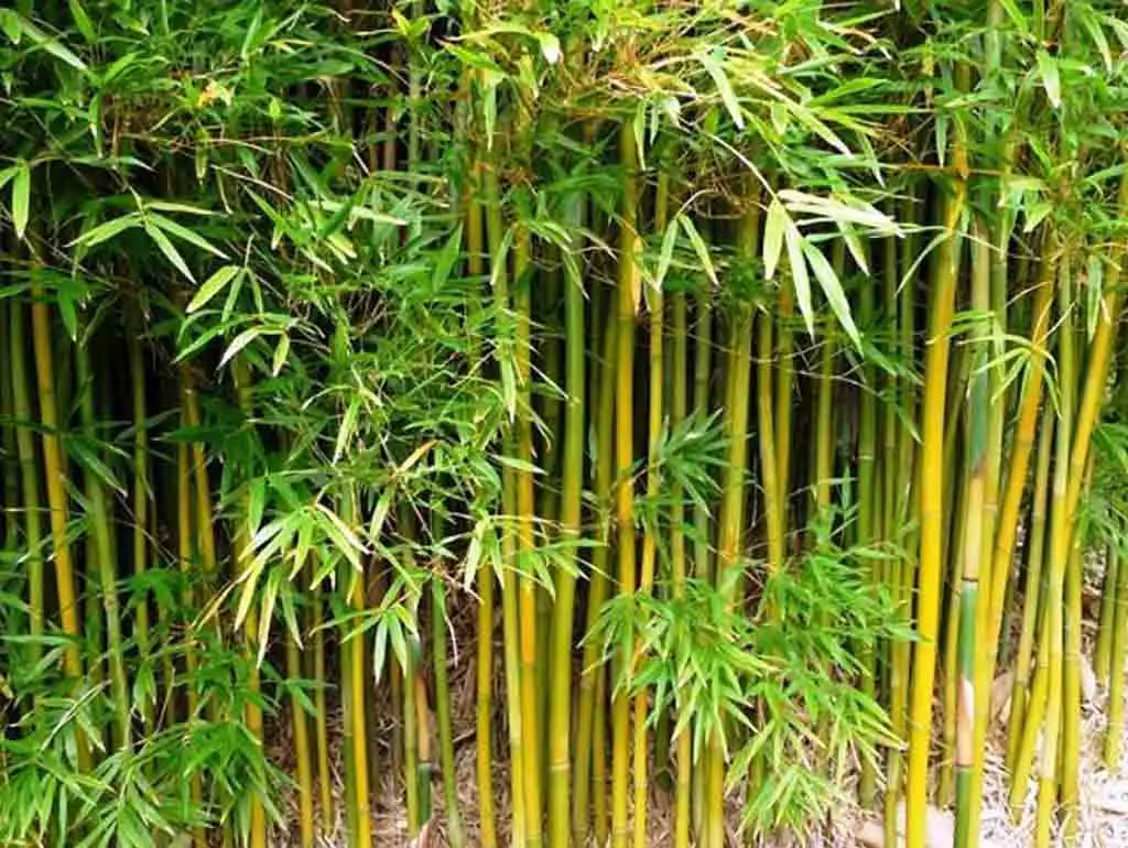 Bambusa textilis - Slender bamboo