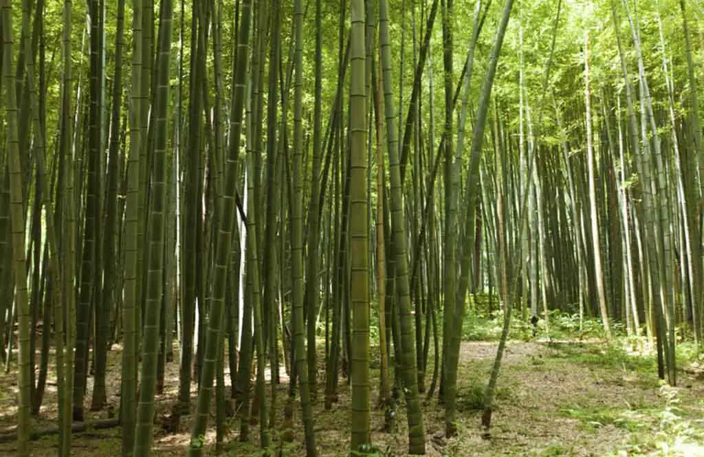 Bambusa tulda - Timber bamboo