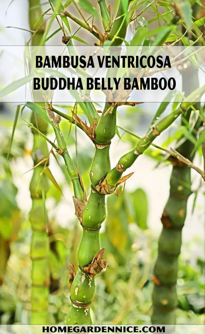 Bambusa ventricosa - Buddha belly bamboo