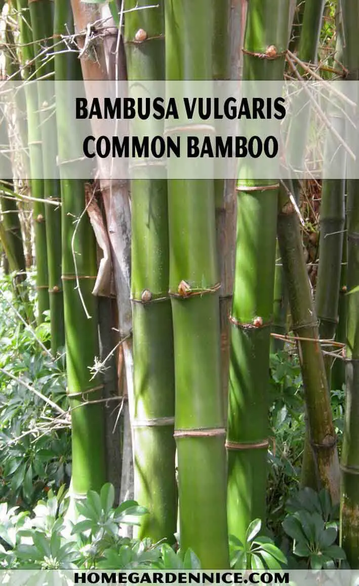 Bambusa vulgaris - Common Bamboo