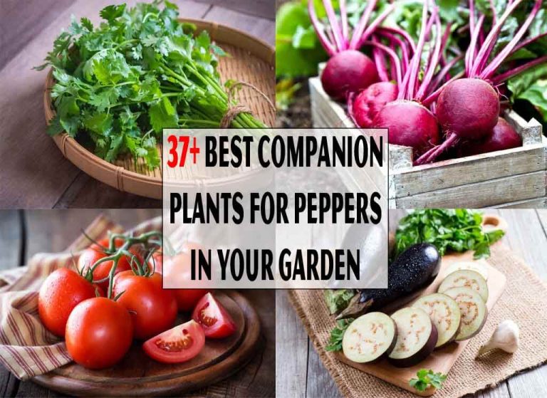 Best Companion Plants For Peppers In Your Garden