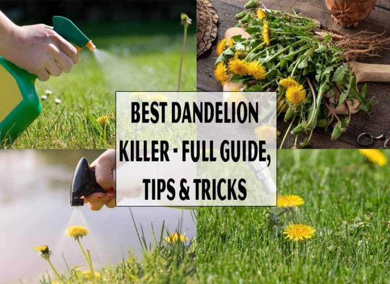 Best Dandelion Killer