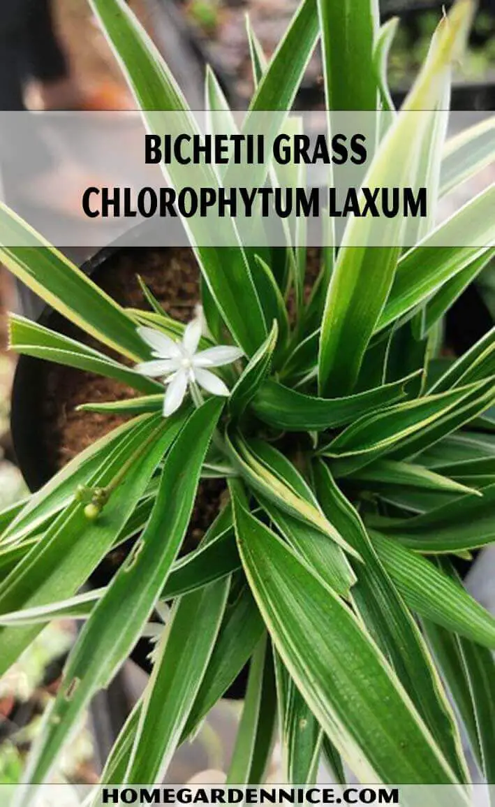 Bichetii Grass Chlorophytum Laxum