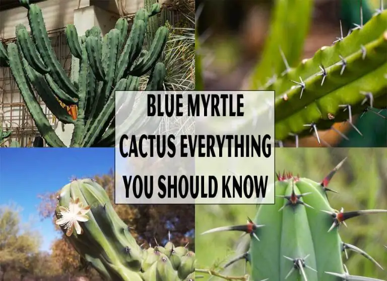 Blue Myrtle Cactus Everything You Should Know