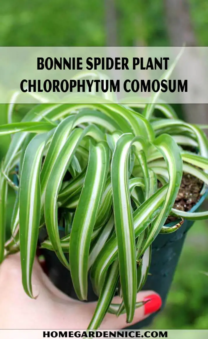 Bonnie Spider Plant Chlorophytum Comosum